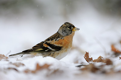BUITEN BEELD Foto: 109716