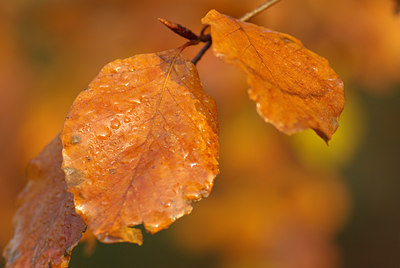 BUITEN BEELD Foto: 109720