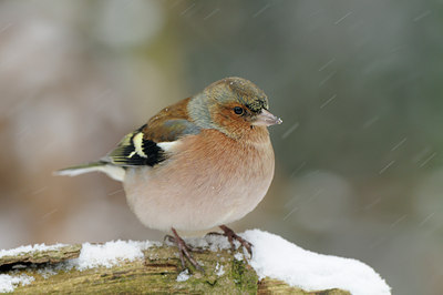 BUITEN BEELD Foto: 109731