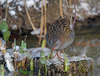 BUITEN BEELD Foto: 109753