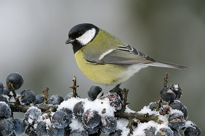 BUITEN BEELD Foto: 109755
