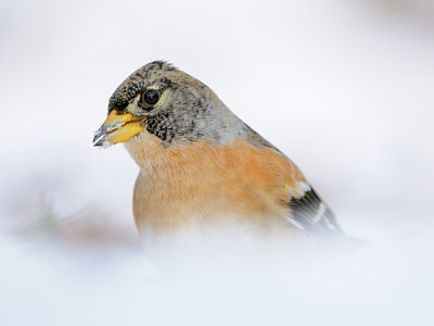 BUITEN BEELD Foto: 109759