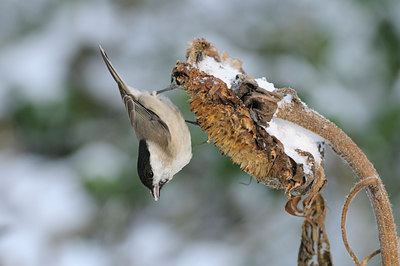 BUITEN BEELD Foto: 109765