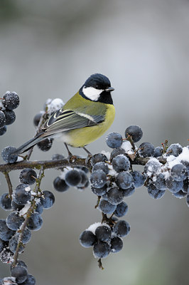 BUITEN BEELD Foto: 109768