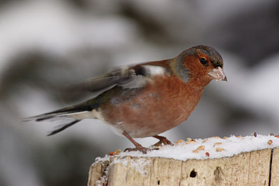 BUITEN BEELD Foto: 109771