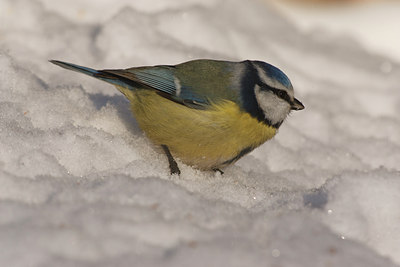 BUITEN BEELD Foto: 109790