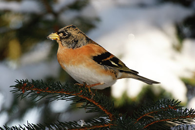 BUITEN BEELD Foto: 109794