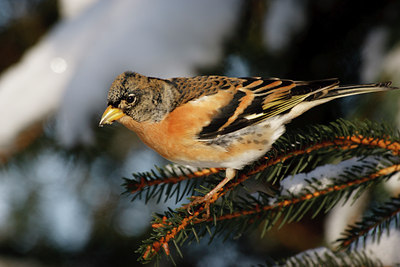 BUITEN BEELD Foto: 109795