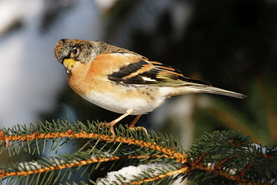 BUITEN BEELD Foto: 109798