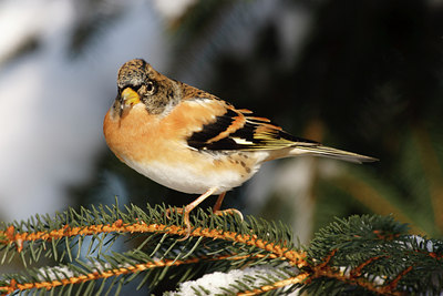 BUITEN BEELD Foto: 109800