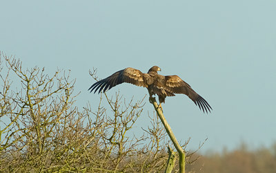 BUITEN BEELD Foto: 109845