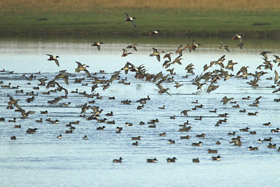 BUITEN BEELD Foto: 109846