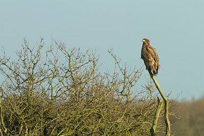 BUITEN BEELD Foto: 109848