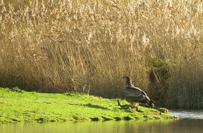 BUITEN BEELD Foto: 109851