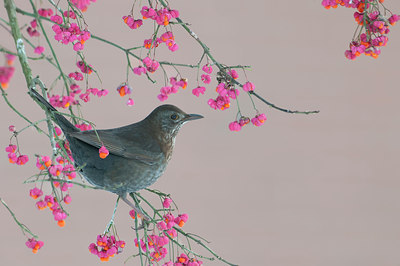 BUITEN BEELD Foto: 109853
