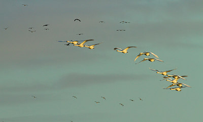 BUITEN BEELD Foto: 109858