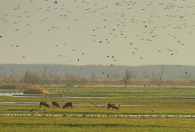 BUITEN BEELD Foto: 109859