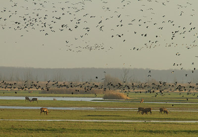 BUITEN BEELD Foto: 109860