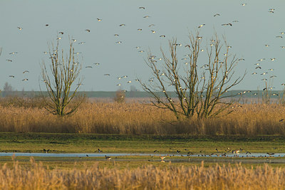 BUITEN BEELD Foto: 109865