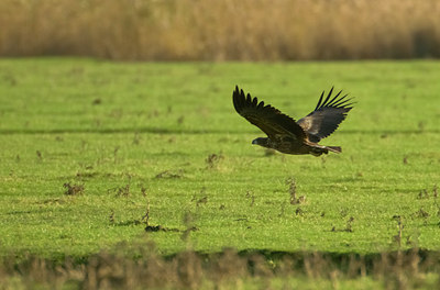 BUITEN BEELD Foto: 109869