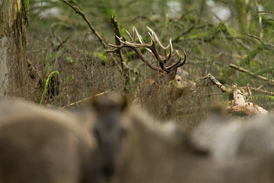 BUITEN BEELD Foto: 109878