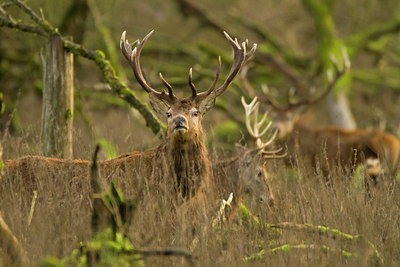BUITEN BEELD Foto: 109879