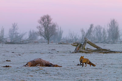 BUITEN BEELD Foto: 109884