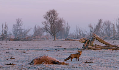 BUITEN BEELD Foto: 109886