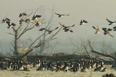 BUITEN BEELD Foto: 109889