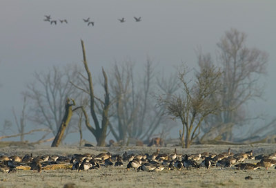 BUITEN BEELD Foto: 109893