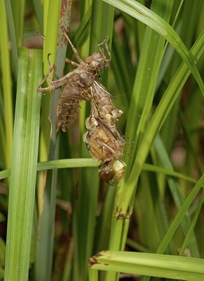 BUITEN BEELD Foto: 109895