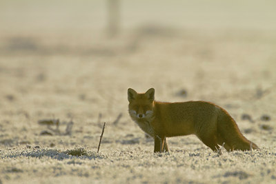 BUITEN BEELD Foto: 109899