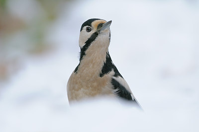 BUITEN BEELD Foto: 109900