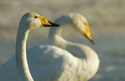 BUITEN BEELD Foto: 109921