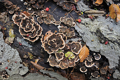 BUITEN BEELD Foto: 109926