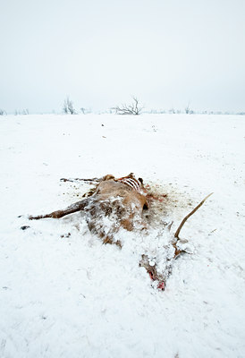 BUITEN BEELD Foto: 109938