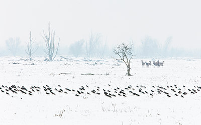 BUITEN BEELD Foto: 109941