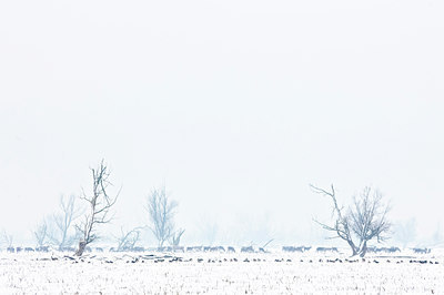 BUITEN BEELD Foto: 109942