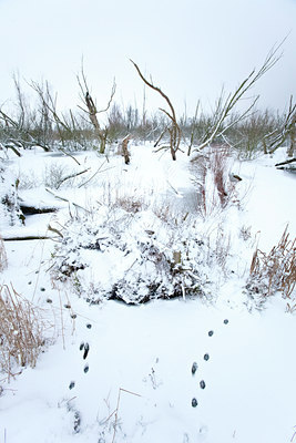 BUITEN BEELD Foto: 109944
