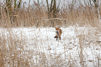 BUITEN BEELD Foto: 109945