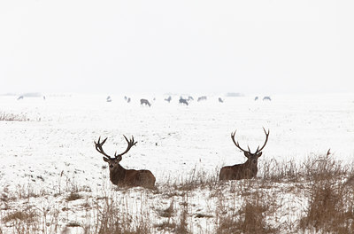 BUITEN BEELD Foto: 109953