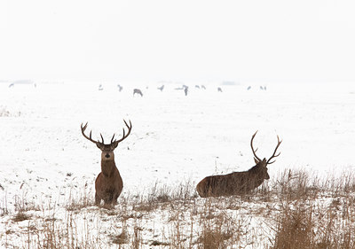 BUITEN BEELD Foto: 109954