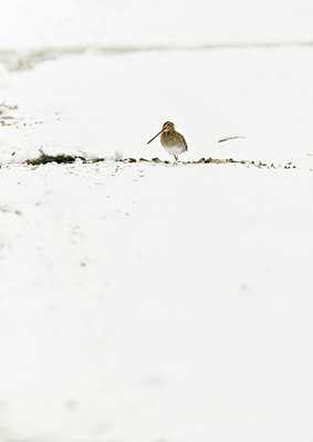 BUITEN BEELD Foto: 109955