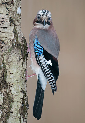 BUITEN BEELD Foto: 109978
