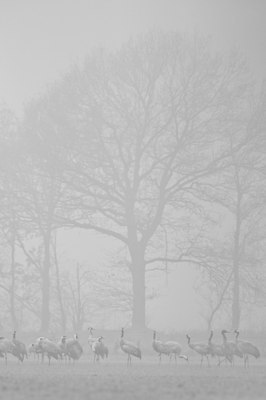 BUITEN BEELD Foto: 109994