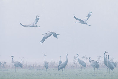 BUITEN BEELD Foto: 109996