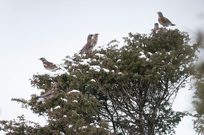 BUITEN BEELD Foto: 110001