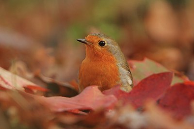 BUITEN BEELD Foto: 110025