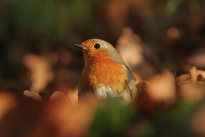 BUITEN BEELD Foto: 110026