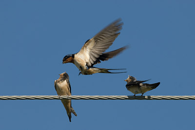 BUITEN BEELD Foto: 110051